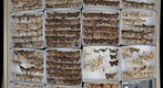 Lepidoptera Receiving 1