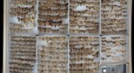 Lepidoptera Receiving 2