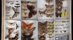 Lepidoptera Receiving 4