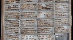 Lepidoptera Receiving 5
