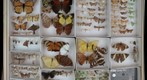 Lepidoptera Receiving 6