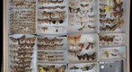 Lepidoptera Receiving 7