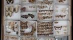 Lepidoptera Receiving 8