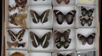Lepidoptera Receiving 10