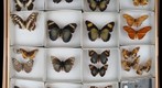 Lepidoptera Receiving 11