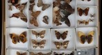 Lepidoptera Receiving 12