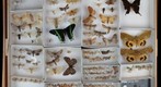 Lepidoptera Receiving 13