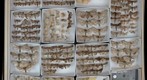 Lepidoptera Receiving 15