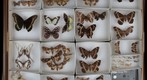Lepidoptera Receiving 17