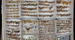 Lepidoptera Receiving 18