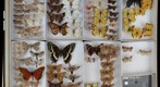 Lepidoptera Receiving 19