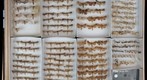 Lepidoptera Receiving 20