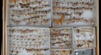 Lepidoptera Receiving 21