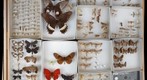 Lepidoptera Receiving 23