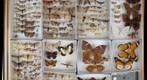 Lepidoptera Receiving 24