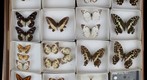 Lepidoptera Receiving 25