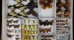 Lepidoptera Receiving 27