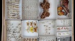 Lepidoptera Receiving 28
