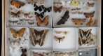 Lepidoptera Receiving 29