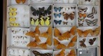 Lepidoptera Receiving 30