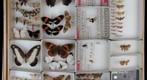Lepidoptera Receiving 31