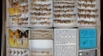 Lepidoptera Receiving 32