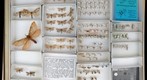 Hepialidae / Nepiculidae / Incurvariidae / Heliozelidae