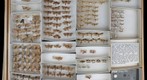 Tineidae 1