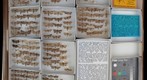 Tineidae Receiving 2