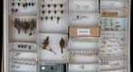 Psychidae, Lyonetiidae, and Gracillariidae