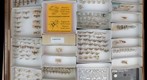 Oecophoridae 3, Symmocidae, Blastobasidae, and Coleophoridae