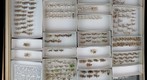 Gelechiidae 2