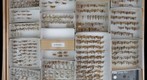 Gelechiidae 3, Glyphipterigidae, Plutellidae, and Yponomeutidae 1