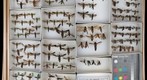 Sesiidae 1