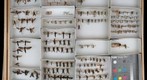Sesiidae 2