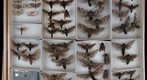 Cossidae