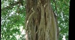 Strangler fig trunk