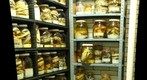 Many Rattle Snakes, one Hellbender, and an Anaconda Head