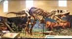 Pittsburgh T-Rex