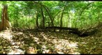 110220 - Costa Rica, Area de Conservacion de Guanacaste (ACG), Volcan Cacao, Bosque Humedo