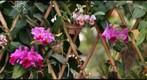 Orchids