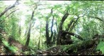 110221 - Costa Rica, Area de Conservacion de Guanacaste (ACG), Volcan Cacao, Sendero Casa Fran