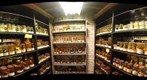 Herpetological: Behind the Scenes