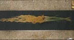 Roots 1a