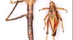 Thailand Walking Stick and Eastern Lubber Grasshopper