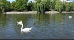 Swans at Urbanhafen, Berlin