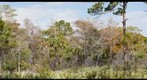 Slash Pine and Cypress Trees