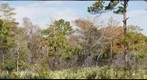 Slash Pine and Cypress Trees (edited)