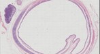 Histology Quiz