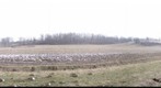 Sljivik, uz ogradu, 27.02.2011